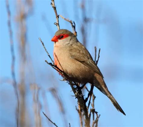 Common waxbill - Facts, Diet, Habitat & Pictures on Animalia.bio