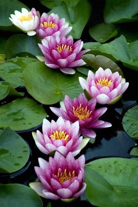 Peaceful-Lotus-Flower-Painting-Ideas-15 | Lotus flower painting, Flower painting, Painting