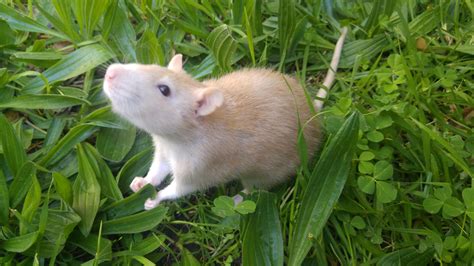 Gingie discovers outside : r/RATS