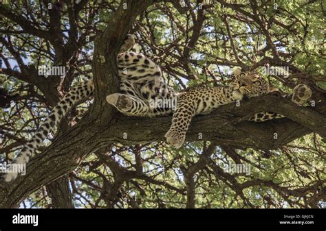 Leopard sleeping in a tree hi-res stock photography and images - Alamy