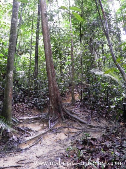 Hiking Ayer Hitam Forest Reserve, Puchong Hill, Selangor, Malaysia