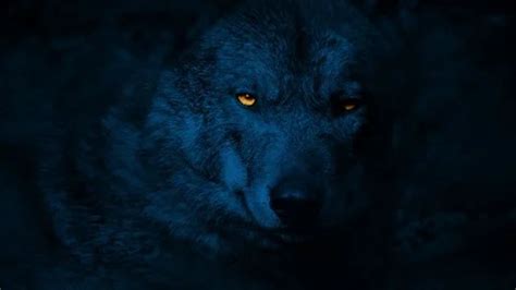 Wolf Growls With Glowing Eyes At Night | Stock Video | Pond5