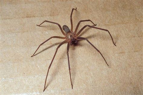 Along came a spider: Straight talk on brown recluse | CoxHealth