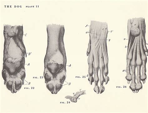 Do We Believe?: Analogy/ Homology On Dog's And Cat's Paw's