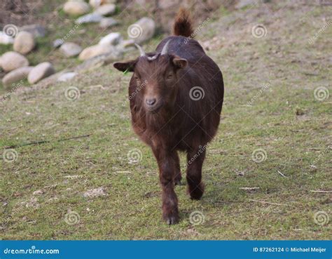 Brown Pygmy goat stock photo. Image of goat, bovidae - 87262124