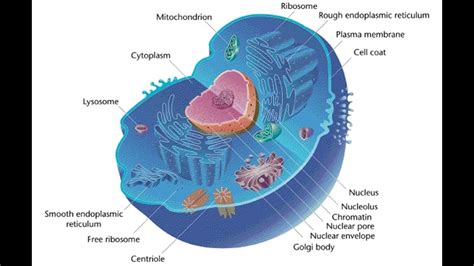 Animal cell - 3D - YouTube