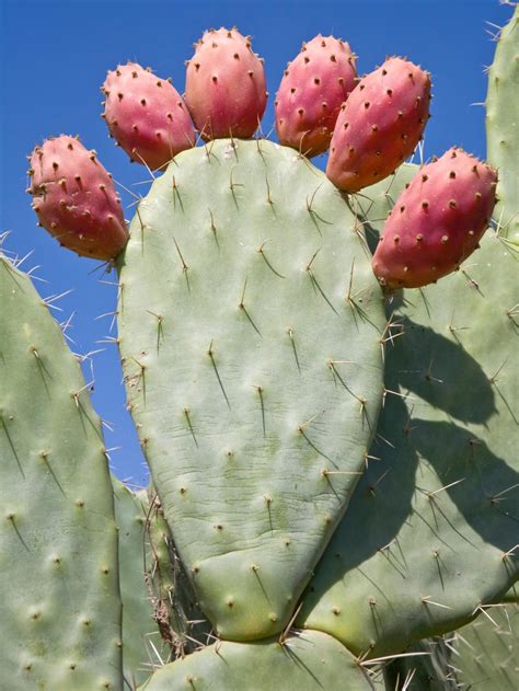 Prickly Pear Cactus | HGTV