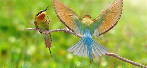 Birdwatching on the Big Island of Hawaii