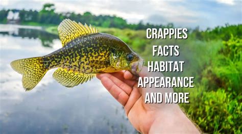 Crappies - facts, appearance, habitat and more - Proto Animal