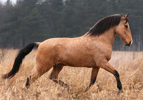 Horses Lusitanian breed, photos, description, characteristics