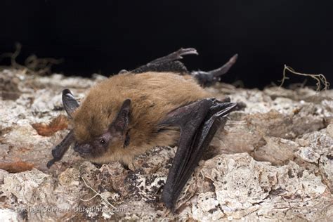 California Myotis – Oregon Conservation Strategy