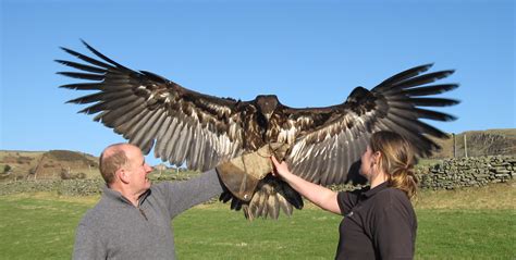 Falcon Images: Golden Eagle Wingspan Size