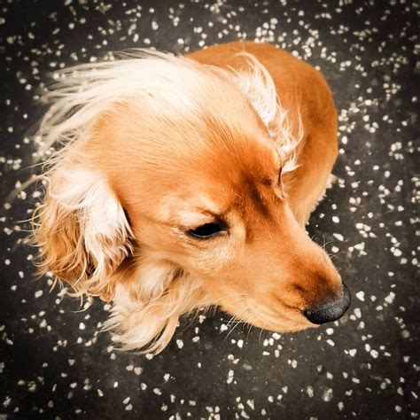 Sparky with the night sky and stars behind him!