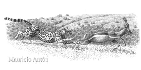 Acinonyx pardinensis: The Need For Speed - Darwin's Door