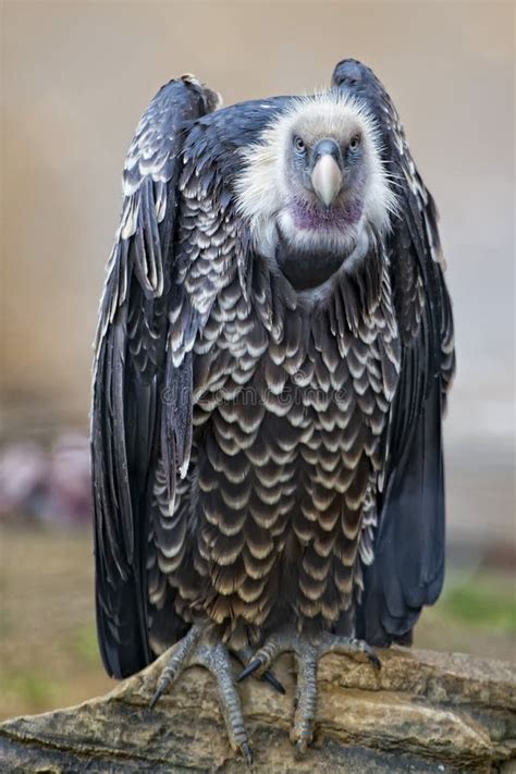 Isolated Vulture, Buzzard Looking at You Stock Image - Image of ...