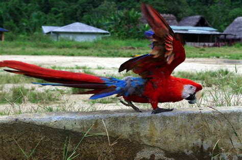 Scarlet Macaw Facts – Scarlet Macaw Diet & Behavior