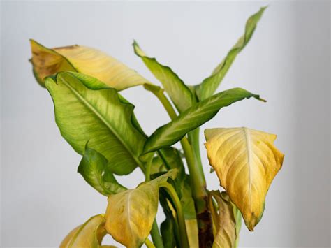 Yellowing Leaves On Plants - Reasons For Leaves Turning Yellow