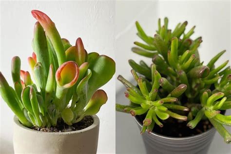 The Crassula Ovata Twins: Hobbit vs Gollum | Succulent Alley