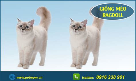 Mèo Ragdoll giống mèo có bộ lông hai màu và mắt xanh rất đẹp