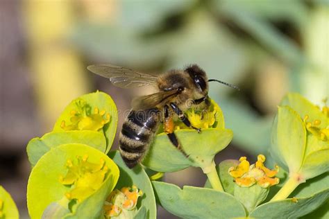 Bee Pollination Stock Images - Download 30,650 Royalty Free Photos