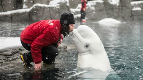 Another beluga whale dies at the Vancouver Aquarium, November 2016 Great Whale, Vancouver ...