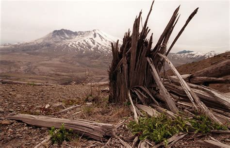 The 1980 eruption of Mount St. Helens Photos | Image #91 - ABC News