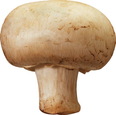 Mushroom PNG Image - PurePNG | Free transparent CC0 PNG Image Library