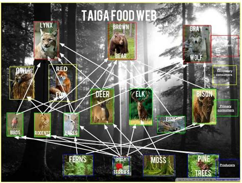 Food Webs - Taiga Forest