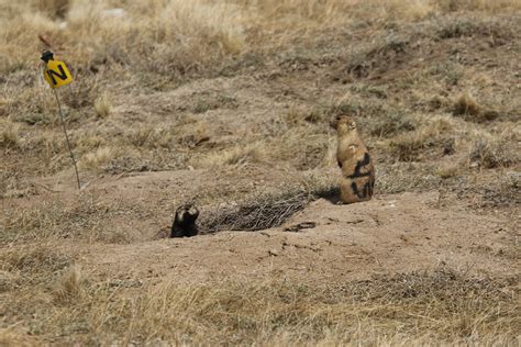 The Mating System — The Prairie Dog Project