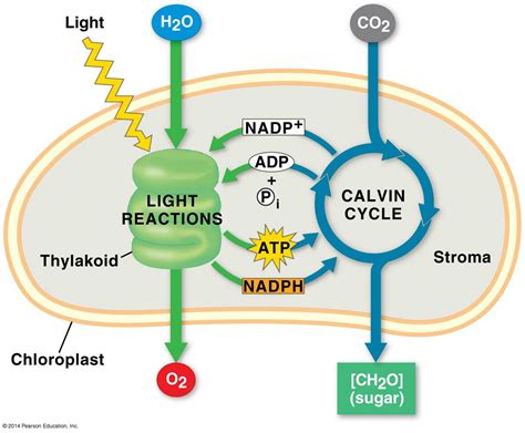 An overview of photosynthesis: cooperation of the light reactions and the Calvin cycle | Biology ...