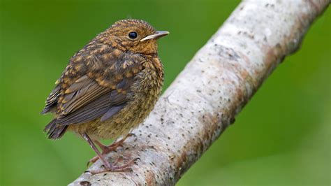 Baby Bird Identification: UK Garden Birds - Woodland Trust