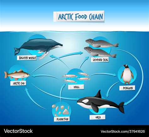 Arctic Food Chain Diagram