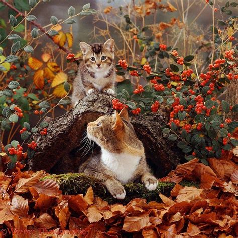 Autumn Cat Wallpapers - Top Free Autumn Cat Backgrounds - WallpaperAccess