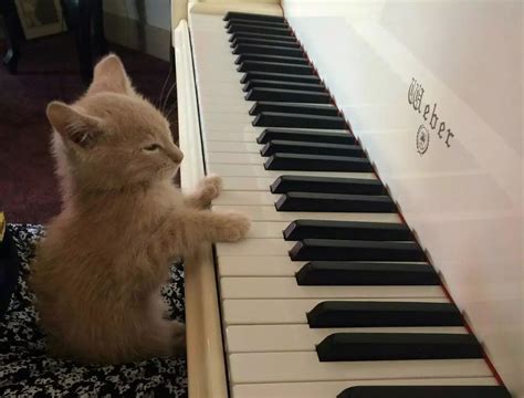 cat playing piano meme - Court Blogged Image Library