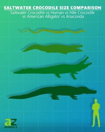 Saltwater Crocodile Size Comparison: Their Size vs. Humans - A-Z Animals