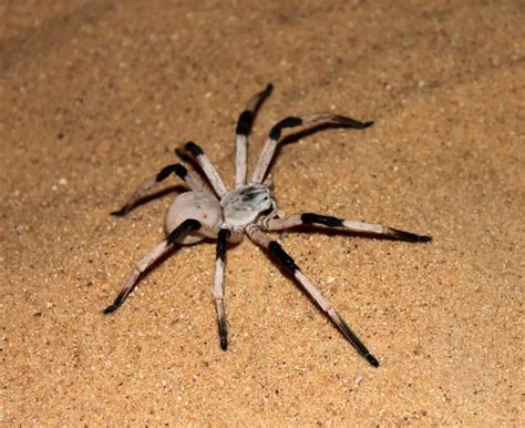 Top 10 Largest Spiders in the World