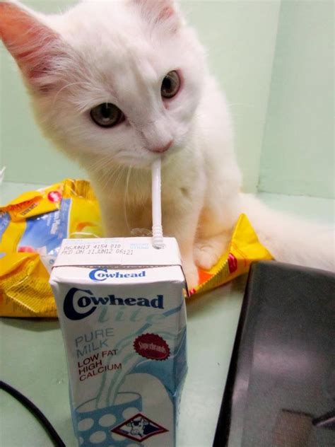 Cat drinking milk