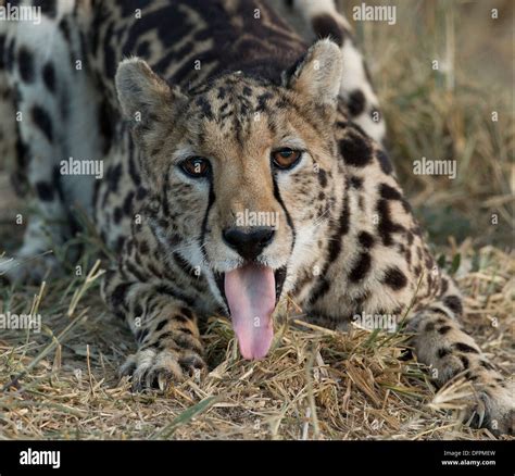 King cheetah acinonyx jubatus rex hi-res stock photography and images - Alamy