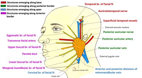 Parotid Gland - Anatomy QA