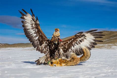 Falcon Images: Golden Eagle Hunting Wolf Mongolia