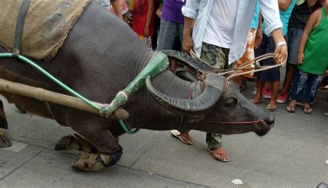 Carabao Festival in the Philippines