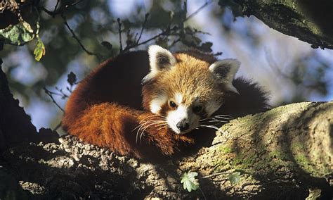 Red_Panda_7.26.12_Why_They_Matter | Photos | WWF