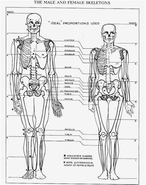 Difference Between Male and Female Skeleton