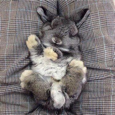 Just 29 Baby Bunnies Sleeping Like Absolute Weirdos | Cuteness