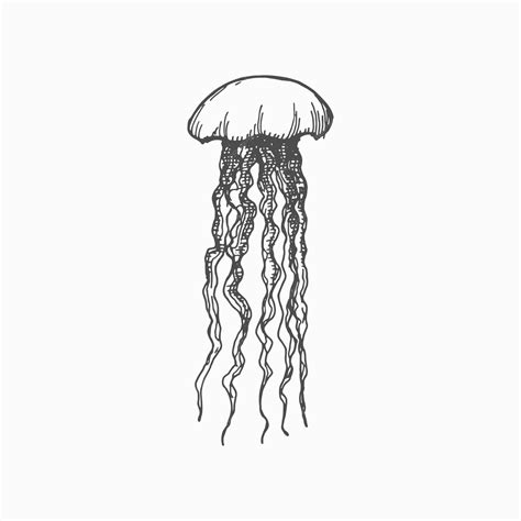 Premium Vector | Jellyfish or jelly isolated medusa vector sketch