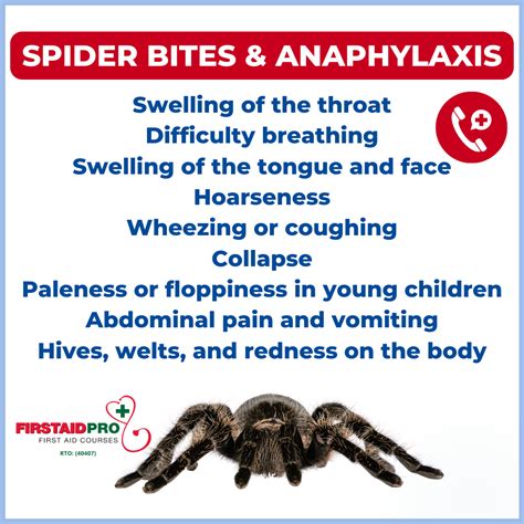 Huntsman Spider Bite - How dangerous are they? - FirstAidPro