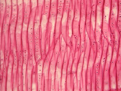 Secondary Xylem, Tracheids with pits in Pinus wood | Flickr