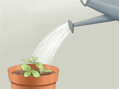 How to Get Strawberry Seeds: 12 Steps (with Pictures) - wikiHow