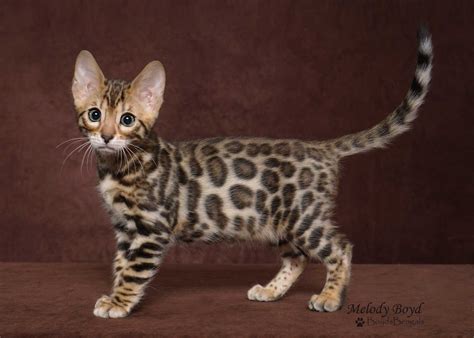 Available Bengal Kittens For Sale - BoydsBengals