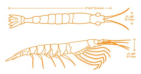 Antarctic Krill (Euphausia superba) Dimensions & Drawings | Dimensions.com